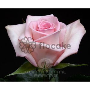 test edujobvay product name